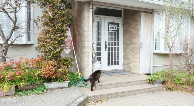 アンチーブと看板猫の写真